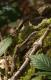 Reptiles and Amphibians: Common Lizard (Lacerta vivipara)